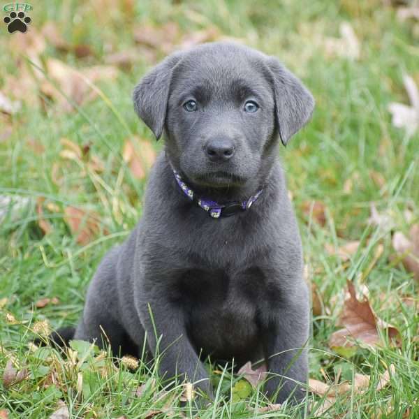 Ellie, Charcoal Labrador Retriever Puppy
