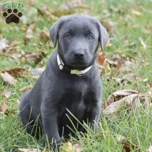 Ivy, Charcoal Labrador Retriever Puppy