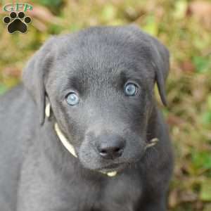Ivy, Charcoal Labrador Retriever Puppy