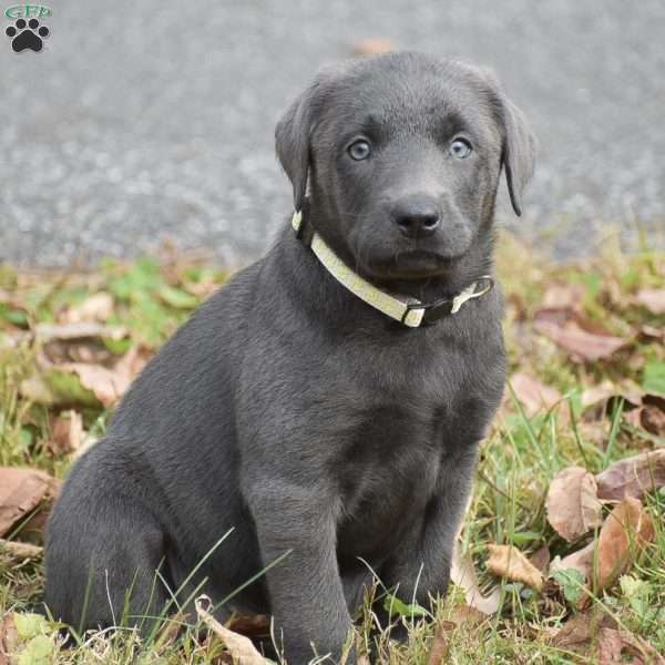 Ivy, Charcoal Labrador Retriever Puppy