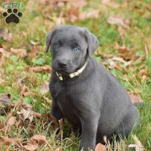 Ivy, Charcoal Labrador Retriever Puppy