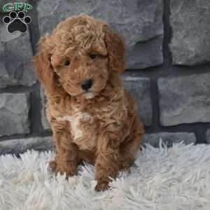 Sammy, Toy Poodle Puppy