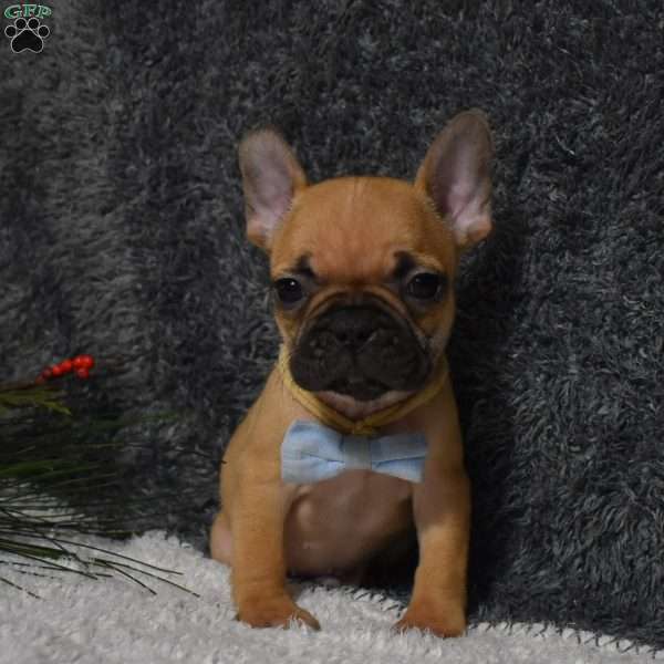Warrior, French Bulldog Puppy