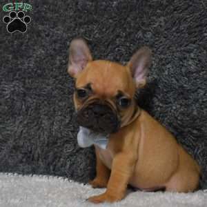 Warrior, French Bulldog Puppy