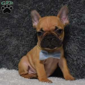 Warrior, French Bulldog Puppy