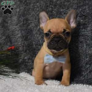 Warrior, French Bulldog Puppy