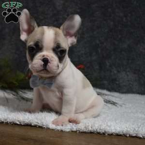 Walter, French Bulldog Puppy