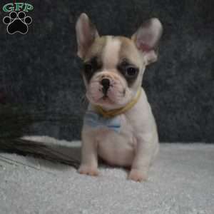 Walter, French Bulldog Puppy