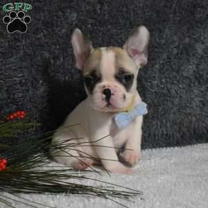 Walter, French Bulldog Puppy