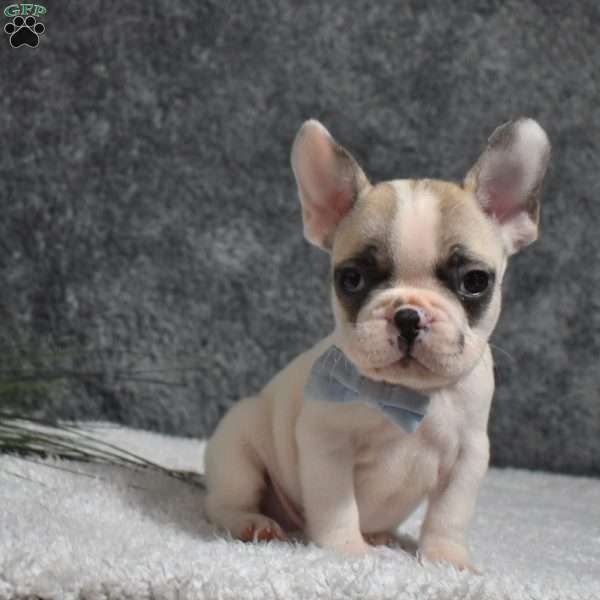 Walter, French Bulldog Puppy