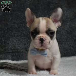 Walter, French Bulldog Puppy
