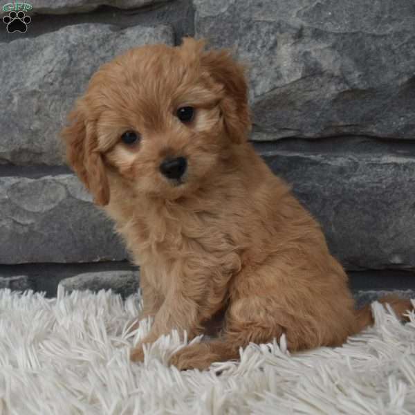 Bentley, Cavapoo Puppy