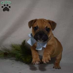 Travis, French Bulldog Mix Puppy