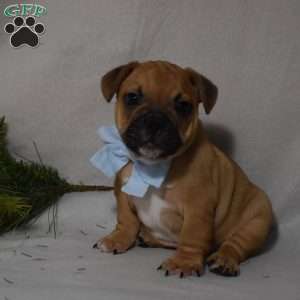 Travis, French Bulldog Mix Puppy