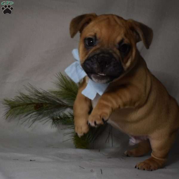 Travis, French Bulldog Mix Puppy