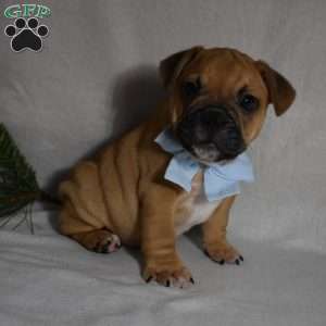 Travis, French Bulldog Mix Puppy