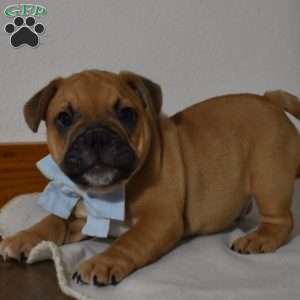 Travis, French Bulldog Mix Puppy