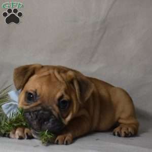 Travis, French Bulldog Mix Puppy