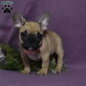 Trisha, French Bulldog Mix Puppy