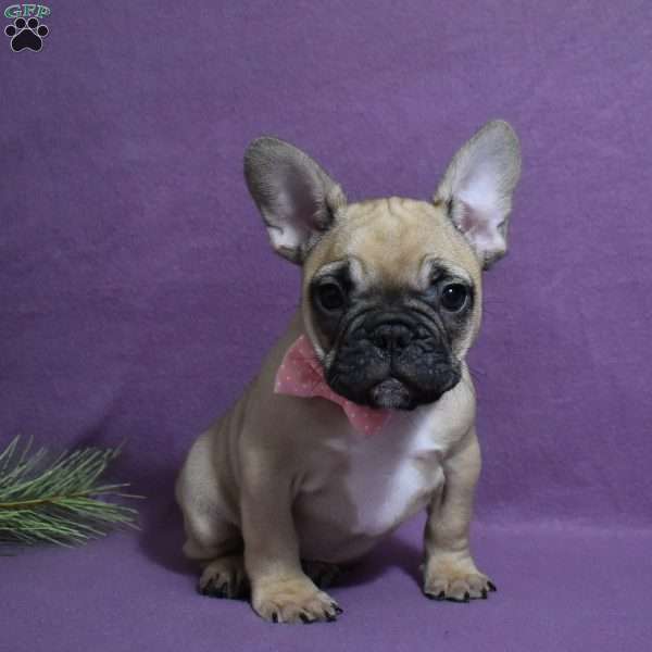 Trisha, French Bulldog Mix Puppy