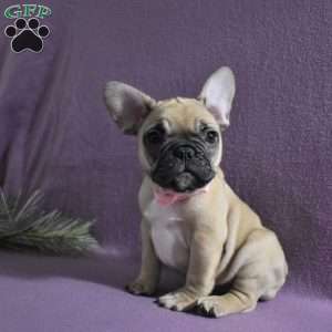 Trisha, French Bulldog Mix Puppy