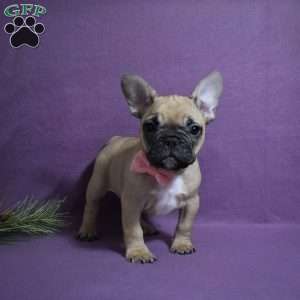 Trisha, French Bulldog Mix Puppy