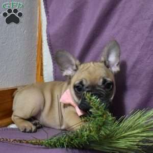 Trisha, French Bulldog Mix Puppy
