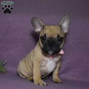 Trisha, French Bulldog Mix Puppy