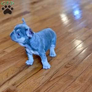 Taz, French Bulldog Puppy