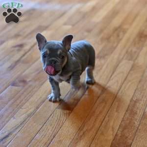 Taz, French Bulldog Puppy