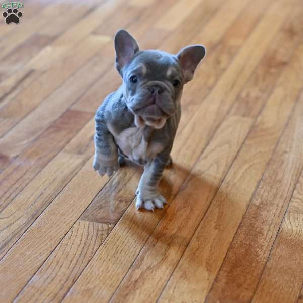 Taz, French Bulldog Puppy