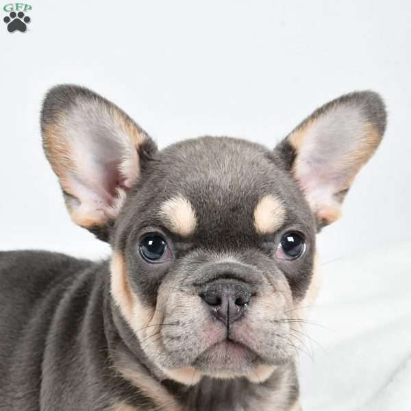 Jolly, French Bulldog Puppy