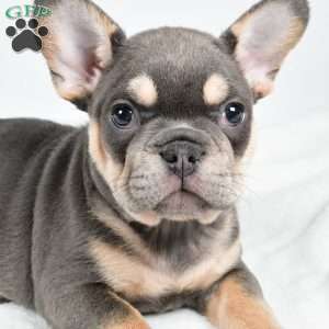 Jolly, French Bulldog Puppy