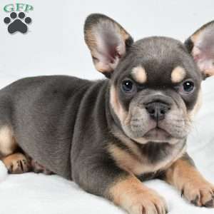 Jolly, French Bulldog Puppy