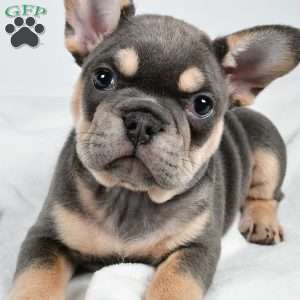 Jolly, French Bulldog Puppy
