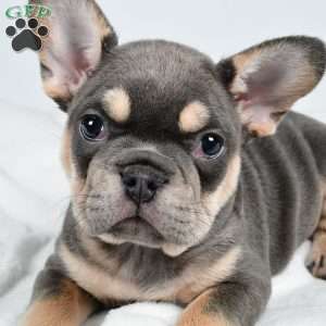 Jolly, French Bulldog Puppy