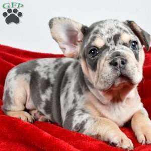 Dasher, French Bulldog Puppy