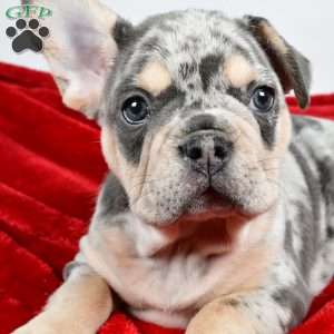 Dasher, French Bulldog Puppy