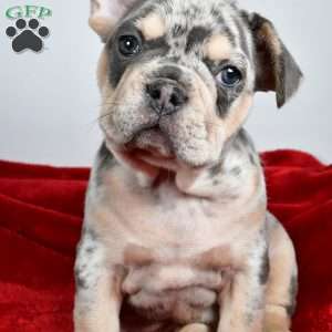 Dasher, French Bulldog Puppy