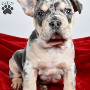 Dasher, French Bulldog Puppy