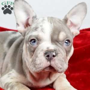 Frosty, French Bulldog Puppy