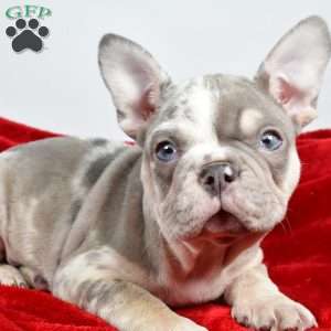 Frosty, French Bulldog Puppy