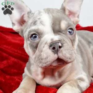 Frosty, French Bulldog Puppy