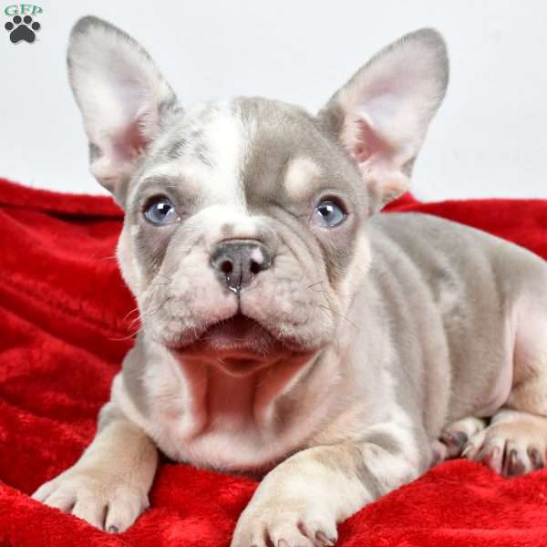 Frosty, French Bulldog Puppy