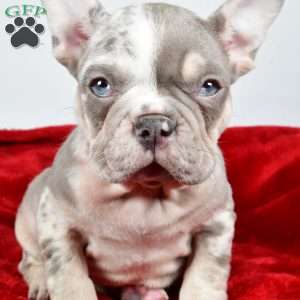 Frosty, French Bulldog Puppy