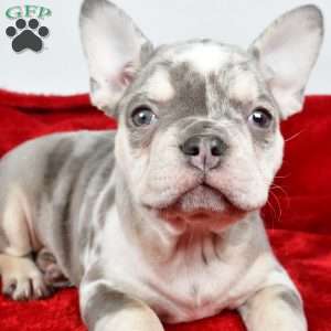 Holly, French Bulldog Puppy