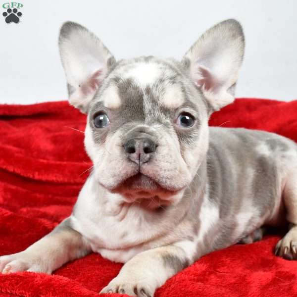 Holly, French Bulldog Puppy