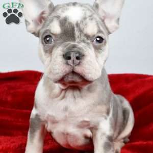 Holly, French Bulldog Puppy