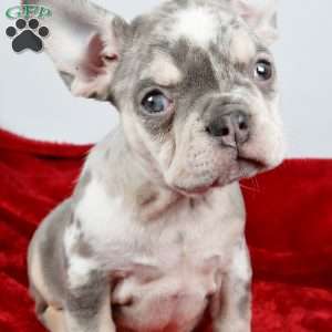 Holly, French Bulldog Puppy