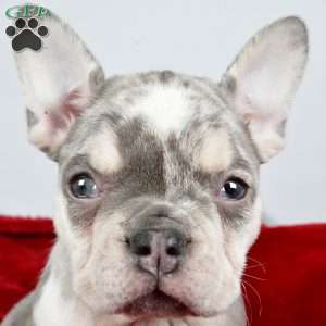 Holly, French Bulldog Puppy